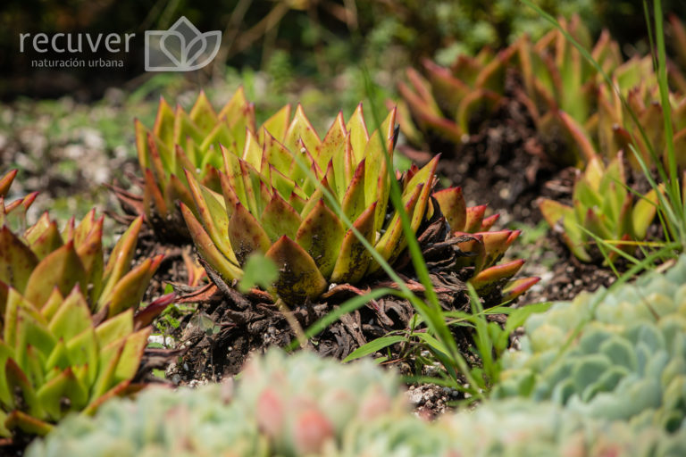 La Echeveria agavoides cambia de colorde acuerdo a la cantidad de sol que recibe.