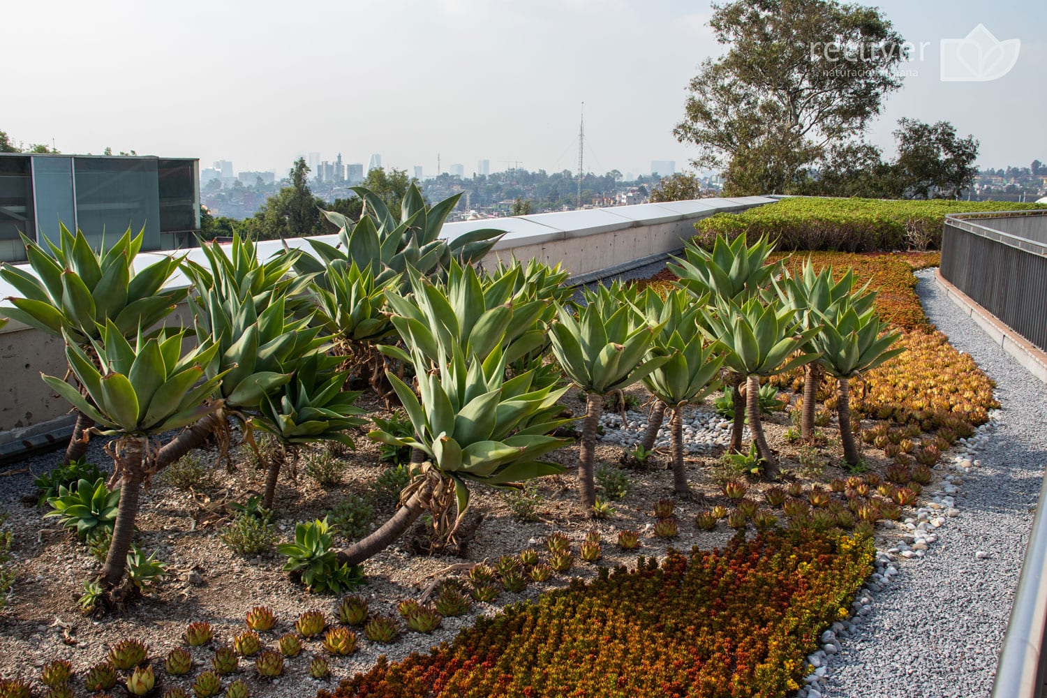 Azotea Verde naturada con plantas nativas mexicanas en el campus del Colegio Americano (The American School Foundation).