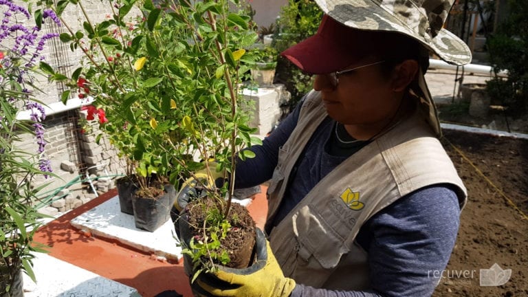 En Recuver® contamos con especialistas de ampliaexperiencia en el mantenimiento de áreas verdes.