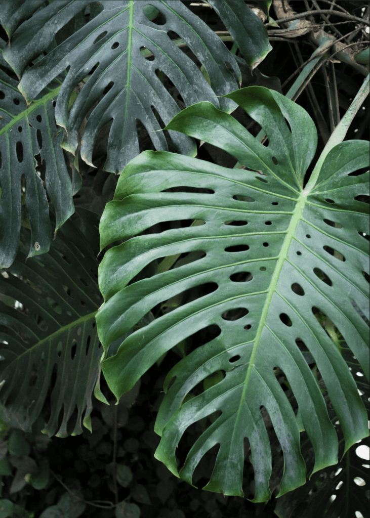 Monstera deliciosa, planta mexicana ideal para Muros Verdes interiores.