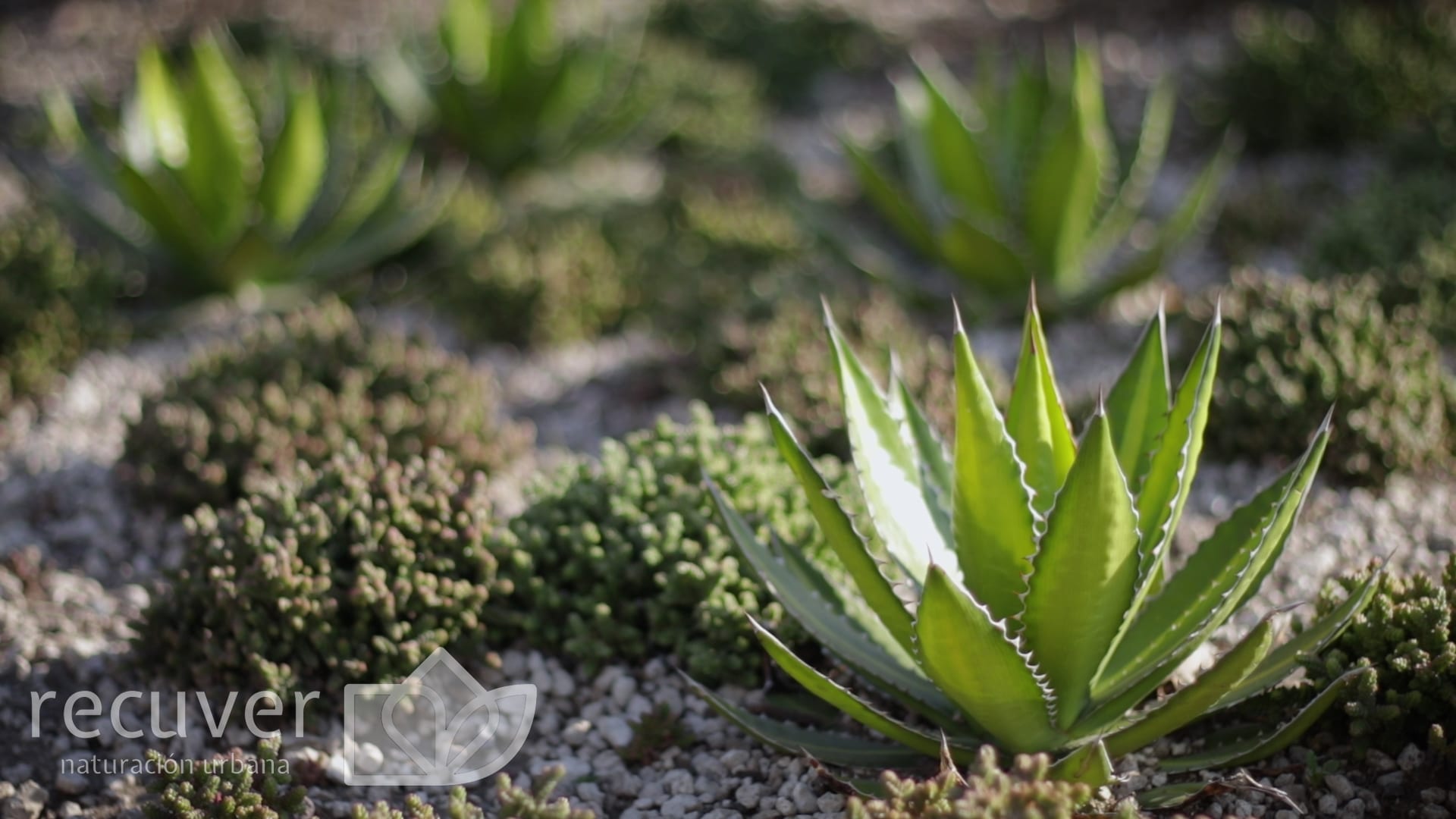Detalle de Azotea Verde de la Universidad Iberoamericanacon ejemplar de Agave “sandía” en primer plano
