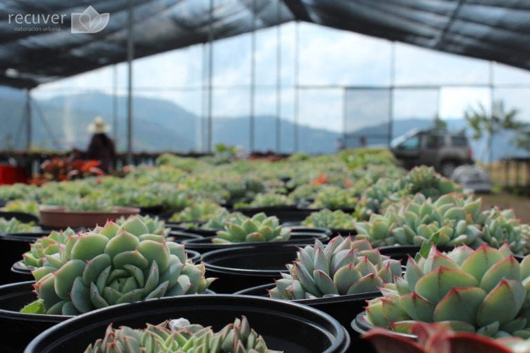 Producción de Echeveria derenbergii en Nopala, Oaxaca.